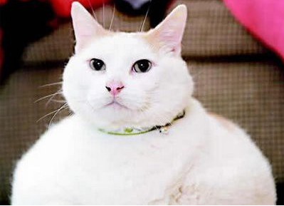 Ожирение у кошек